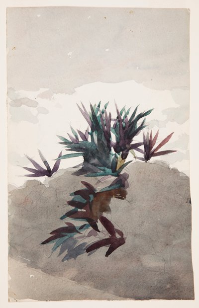 Encosta com aglomerados de Maguey de Winslow Homer
