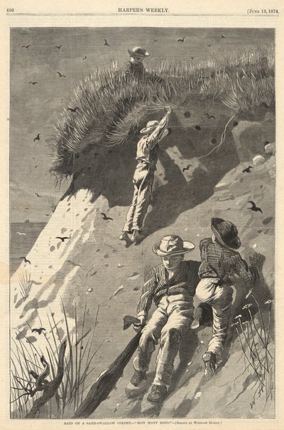 Ataque em uma colônia de andorinha de areia de Winslow Homer