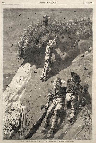 Incursão numa colónia de andorinhas-das-barreiras - «Quantos ovos?» de Winslow Homer