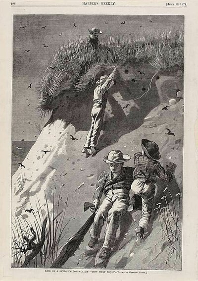 Invasão de uma colónia de andorinhas-"Quantos ovos" de Winslow Homer