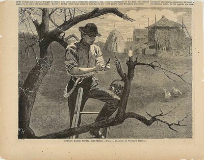 Trabalho agrícola de primavera - Enxertia de Winslow Homer