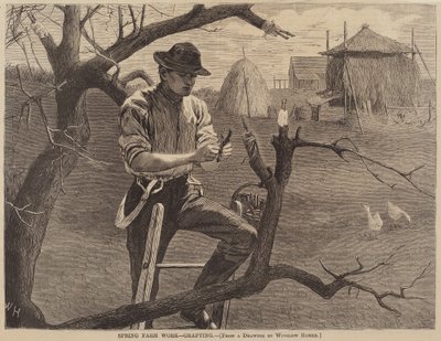 Spring Farm Work - Grafting, publicado em 1870. de Winslow Homer