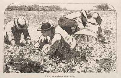 A cama de morangos de Winslow Homer