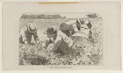 O canteiro de morangos de Winslow Homer