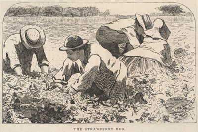 The Strawberry Bed, de Our Young Folks, julho de 1868 de Winslow Homer