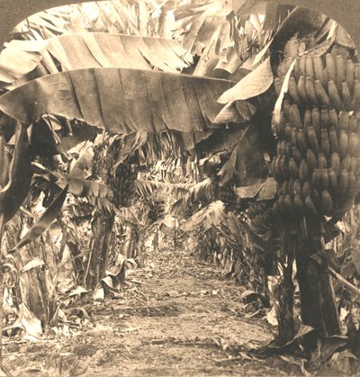 No coração de uma plantação de bananas, ilhas havaianas, 1901. de Works and Sun Sculpture Studios