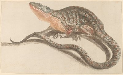 Lagarto, 1680s1690s. de Workshop of Johann Teyler