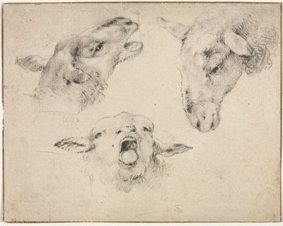 Cabeças de ovelha de Wouter Verschuur