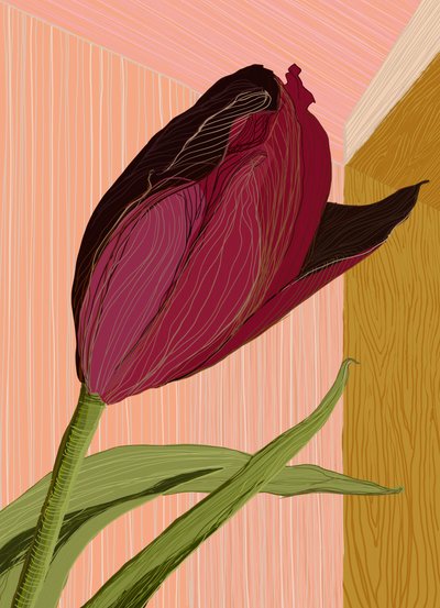 Canto da Tulipa Carmesim de XHOZUCAN