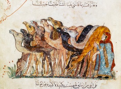 Sra. Ar 5847 f.101, Rebanho de camelos, de &39;Al Maqamat&39; (Os Encontros) de Al Hariri, c.1240 (ver também 1689970) de Yahya ibn Mahmud Al Wasiti