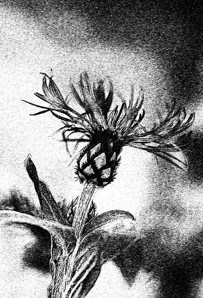 Delicado esboço de flor de Ylva Sjögren