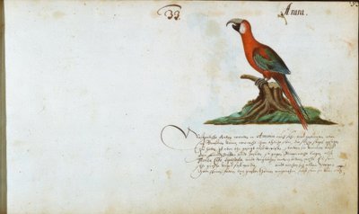 Papagei de Zacharias Wagner