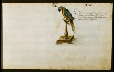 Papagei de Zacharias Wagner