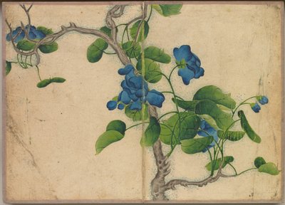 Álbum de Mesa: Pinturas de Flores e Pássaros (Climbing Blue Flowers) de Zhang Ruoai