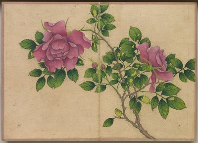 Álbum de escrivaninha: Pinturas de flores e pássaros Rosa, século XVIII. de Zhang Ruoai