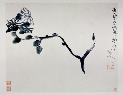 Crisântemo, 1692 de Zhu Da