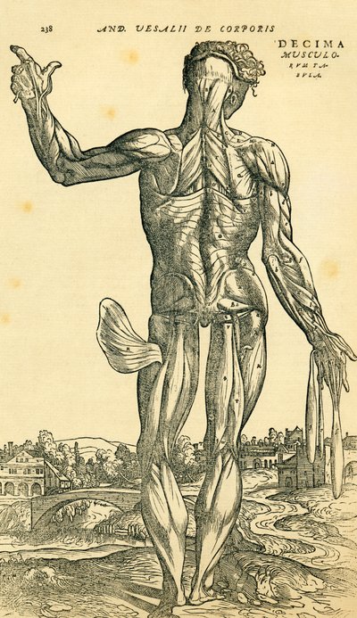 Verso do corpo humano masculino, estudo anatômico publicado originalmente em De Humani Corporis Fabrica Libri Septem (sobre o tecido do corpo humano em sete livros) por Andreas Vesalius, publicado em Basiléia de Ferdinand Georg Waldmuller