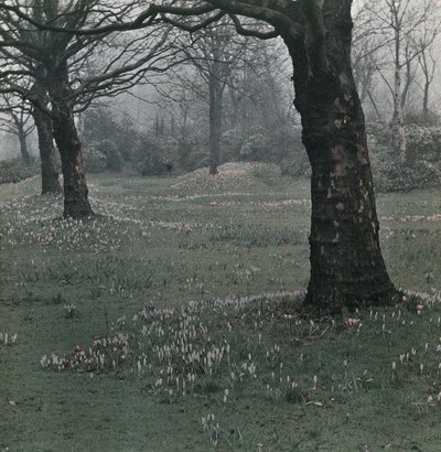 "Crocus" de Frederick (attr. to) Barnard