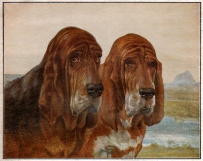 Cães de São Hubert ou Bloodhound. 1925 (ilustração) de . .