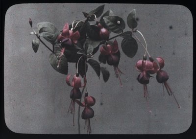 "Fucshia". de Frederick (attr. to) Barnard