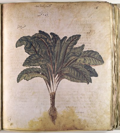 Alface herbácea de Ferdinand Georg Waldmuller