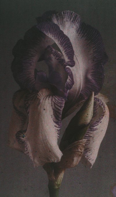 "Iris alemã (Iris germanica) de Frederick (attr. to) Barnard