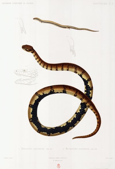 Lizard and Hooded Snake, Argélia de John Pardon