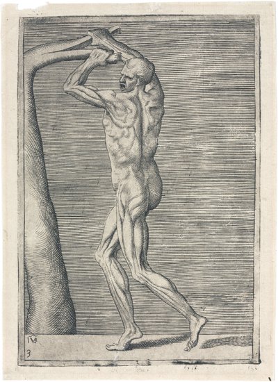Músculos Estudo anatômico da musculatura masculina; homem quebrando um ramo, c 1555 de Frederick (attr. to) Barnard