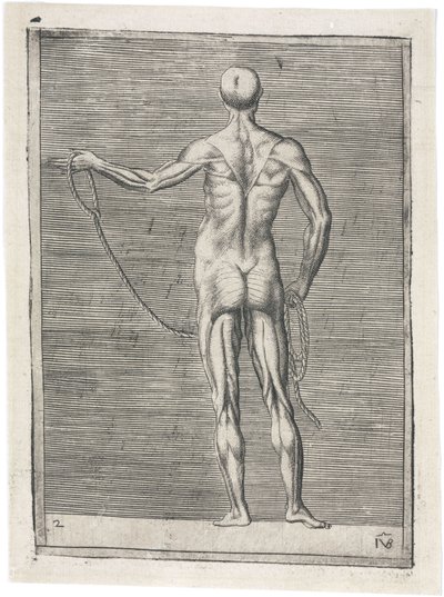 Músculos Estudo anatômico da musculatura masculina; homem segurando uma corda, c 1555 de Frederick (attr. to) Barnard