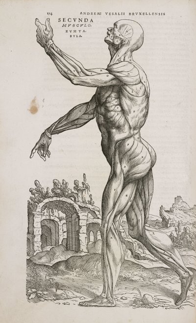 Músculos Visão lateral dos músculos superficiais do corpo humano masculino de Frederick (attr. to) Barnard