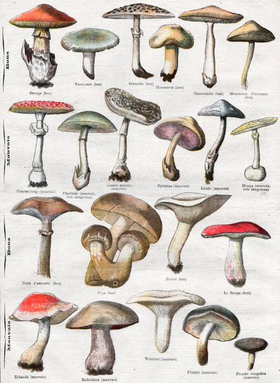 Cogumelos de . .