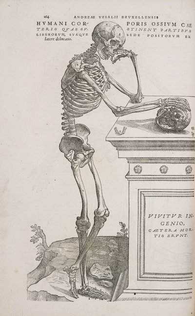 Esqueletos Um esqueleto articulado humano visto de lado de Frederick (attr. to) Barnard