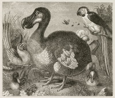O Dodô de Ferdinand Georg Waldmuller