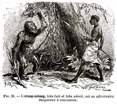 O oran-utang, muito forte e muito hábil, é um adversário perigoso para enfrentar de . .