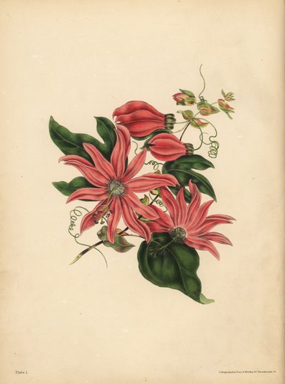 O Passionflower racemose, Passiflora racemosa, Superstição religiosa de John Pardon