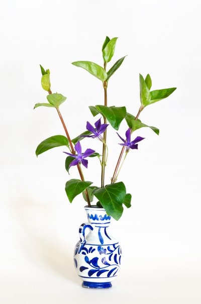 Três hastes de pervinca maior (Vinca major) florescendo em vaso (foto) de . .