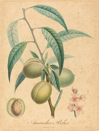 Amêndoa - Pêssego de after A. Poiteau