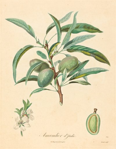Amendoeira da Itália de after A. Poiteau