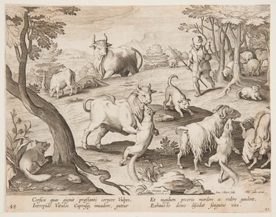Touros e cabras atacados por raposas de after Jan van der Straet, called Stradanus