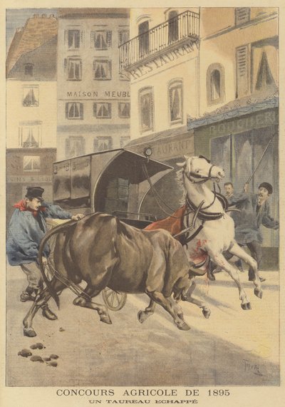 Mostra agrícola de 1895. Um touro escapado de after Oswaldo Tofani