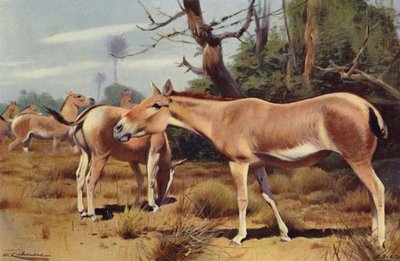Asiática selvagem cu de after Wilhelm Kuhnert