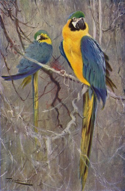 Arara Azul de after Wilhelm Kuhnert