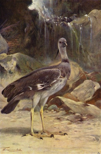 Gritador Crested de after Wilhelm Kuhnert