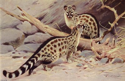 Dongola Genet de after Wilhelm Kuhnert