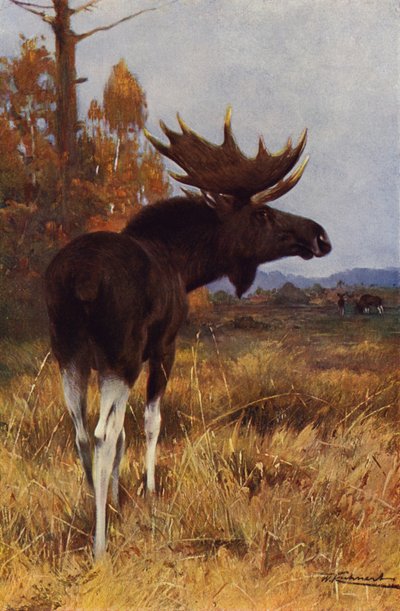 Alce ou alce de after Wilhelm Kuhnert