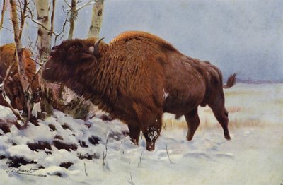 Bisonte europeu de after Wilhelm Kuhnert
