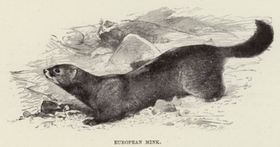 Vison europeu de after Wilhelm Kuhnert