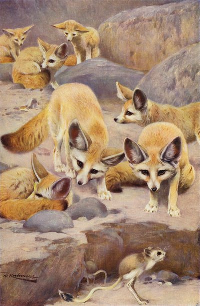 Fennec e Jerboa de after Wilhelm Kuhnert