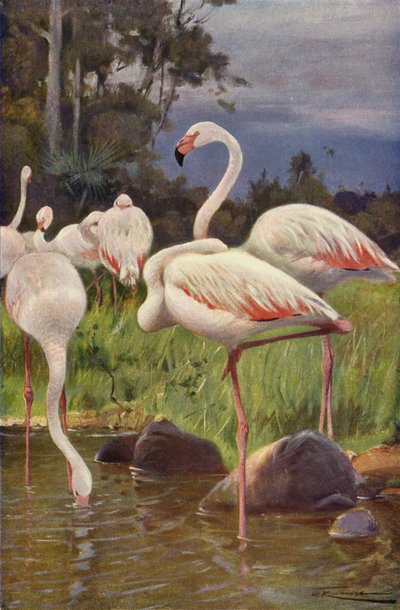 Flamingo de after Wilhelm Kuhnert