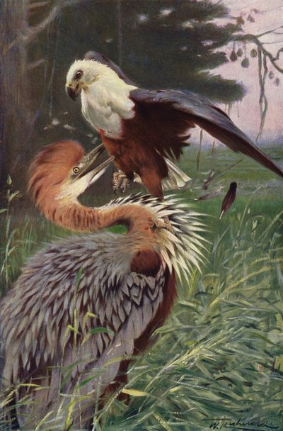 Garça-gigante e águia-marinha de after Wilhelm Kuhnert